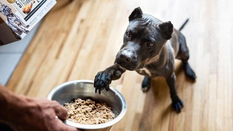Small Dogs Diet: Essential Nutrition Tips for Health