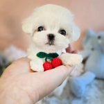 Small Fluffy Breeds of Dogs: Adorable Companions