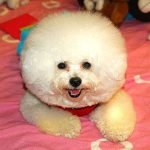 Small Fluffy Dog Breeds: Perfect Companions for Cozy Living