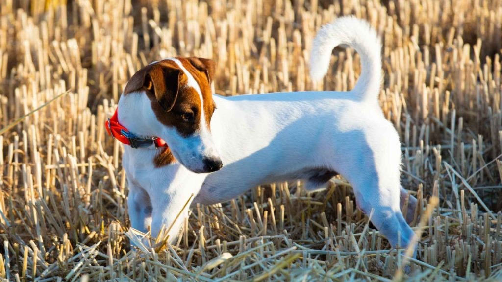 Small Hunting Dog Breeds: Perfect Companions for Adventure