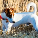 Small Hunting Dog Breeds: Perfect Companions for Adventure
