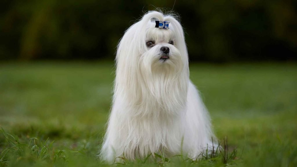 Small Long Haired Dog Breeds: Adorable Companions