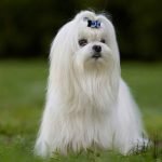 Small Long Haired Dog Breeds: Adorable Companions