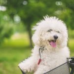Small White Dog Breeds: Adorable Companions for You