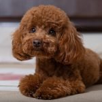 Smartest Small Dog Breeds: Discover Top Intelligent Pups