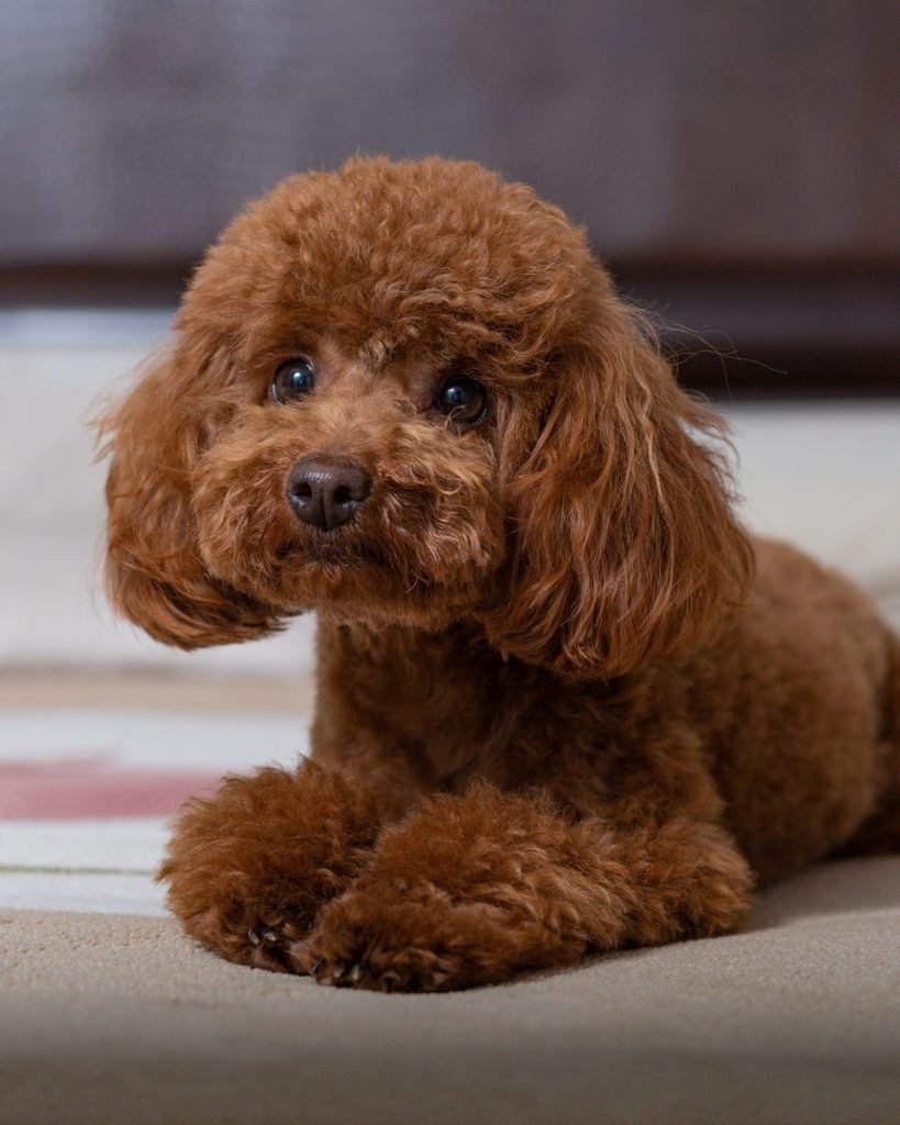 Smartest Small Dog Breeds: Discover Top Intelligent Pups