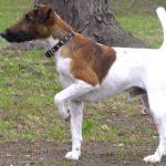 Smooth Fox Terrier Dog Breeds: Energetic Companions
