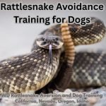 Snake Avoidance Training for Dogs: Protect Your Pup