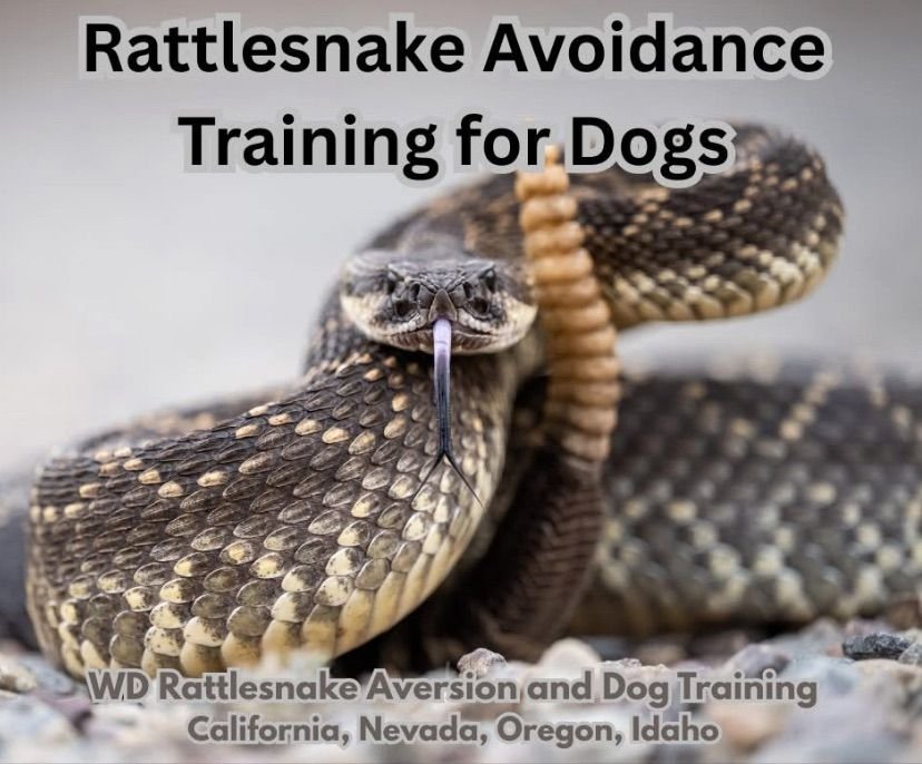 Snake Avoidance Training for Dogs: Protect Your Pup