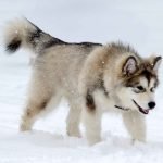 Snow Dog Breeds: Discover the Best Winter Companions