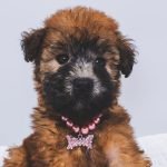 Soft Coated Wheaten Terrier Dog Breeds: Adorable Companions