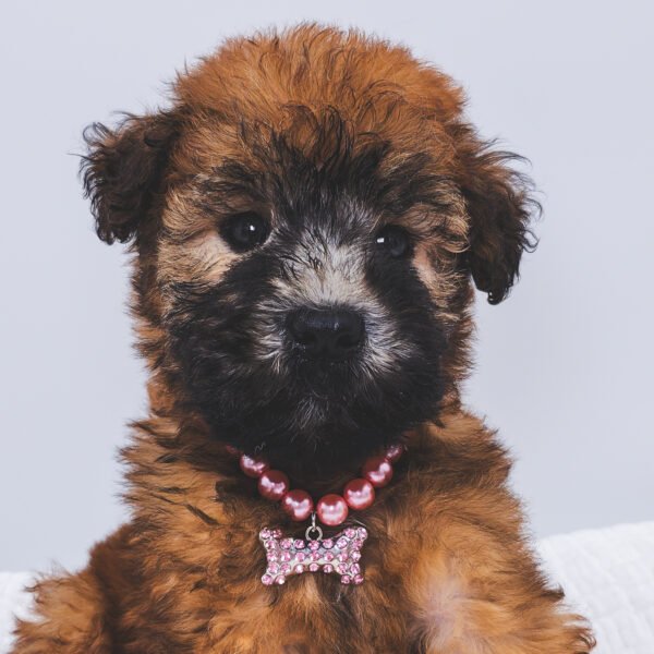 Soft Coated Wheaten Terrier Dog Breeds: Adorable Companions