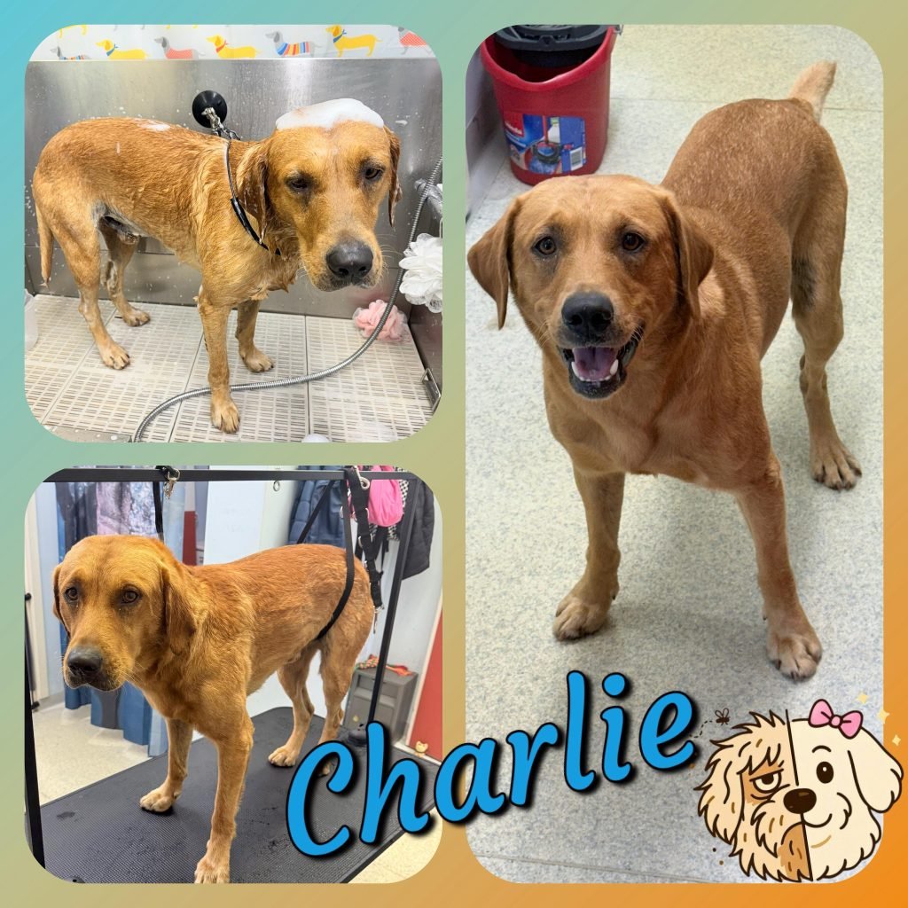 Solo Dog Grooming: Master the Art at Home