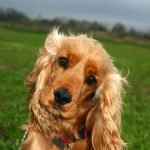 Spaniel Dog Breeds: Discover Loyal Companions
