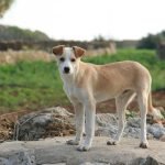 Spanish Dog Breeds: Discover Unique Canine Companions