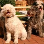 Spanish Water Dog Grooming: Expert Tips Revealed