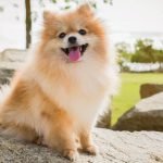 Spitz Type Dog Breeds: Discover Their Unique Charm