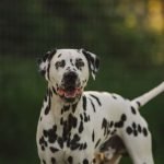 Spotted Dog Breeds: Discover Unique Canine Patterns