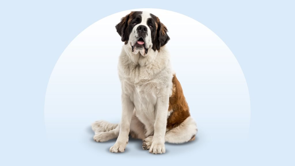 St Bernard Dog Health Issues: Essential Care Tips