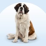 St Bernard Dog Health Issues: Essential Care Tips