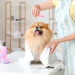 Starting a Dog Grooming Business: A Step-by-Step Guide
