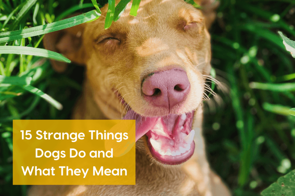 Strange Behaviour in Dogs: Unraveling Canine Mysteries