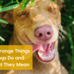 Strange Behaviour in Dogs: Unraveling Canine Mysteries