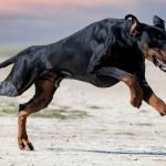 Strong Dog Breeds: Discover the Mightiest Canines