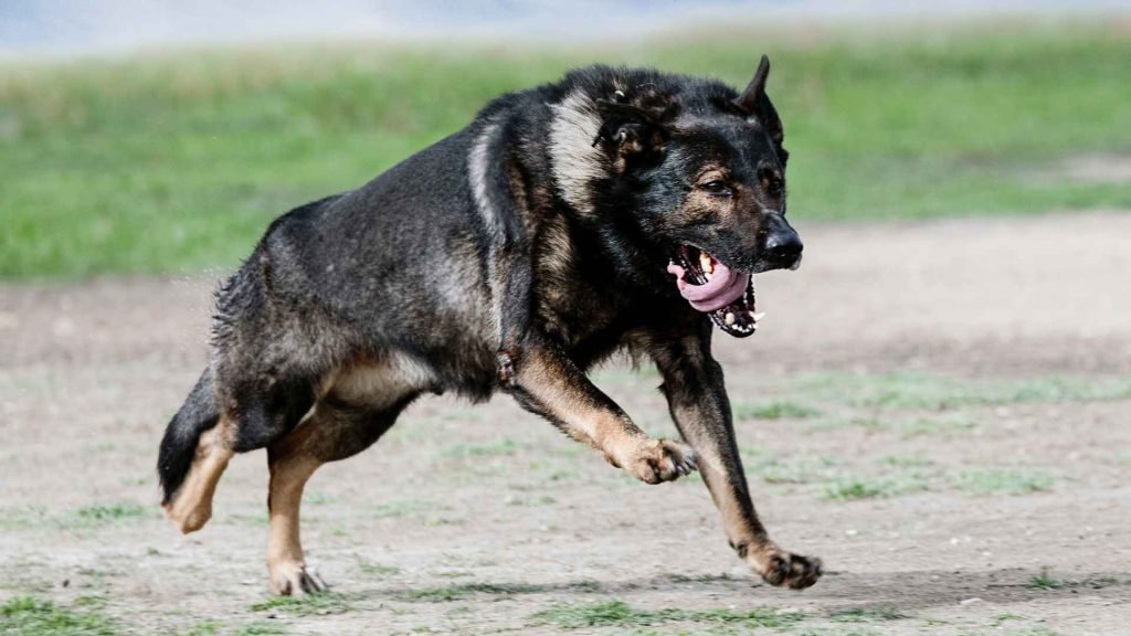 Strongest Dog Breeds: Discover Nature’s Powerhouses