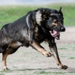 Strongest Dog Breeds: Discover Nature’s Powerhouses