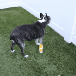 Sudden Change in Dog’S Behaviour: Uncover the Causes