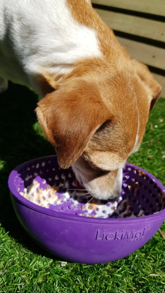 Summer Activities for Dogs: Ultimate Fun Guide