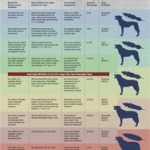 Symptoms of Too Much Fat in Dogs Diet: Warning Signs