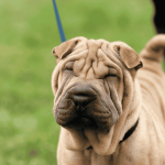 Taiwan Dog Breeds: Discover Unique Canine Companions