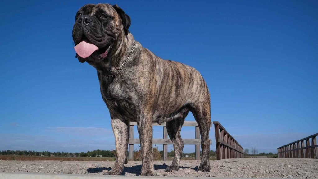 Tall Breeds of Dogs: Discover Majestic Giants