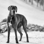 Tall Dog Breeds: Majestic Giants of the Canine World