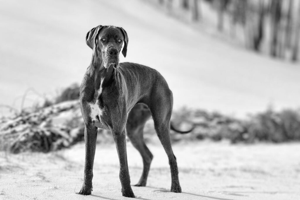 Tall Dog Breeds: Majestic Giants of the Canine World