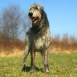 Tall Dogs Breeds: Majestic Companions for Every Home