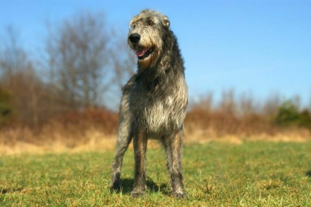 Tall Dogs Breeds: Majestic Companions for Every Home