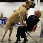 Tallest Dog Breeds: Discover Majestic Giants