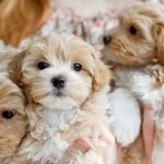 Teddy Bear Dog Breeds: Discover Adorable Companions