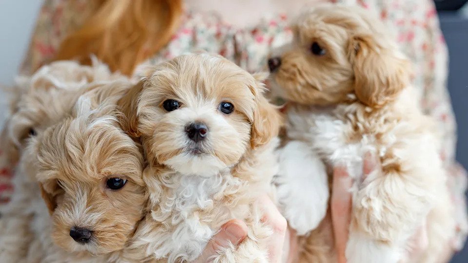 Teddy Bear Dog Breeds: Discover Adorable Companions