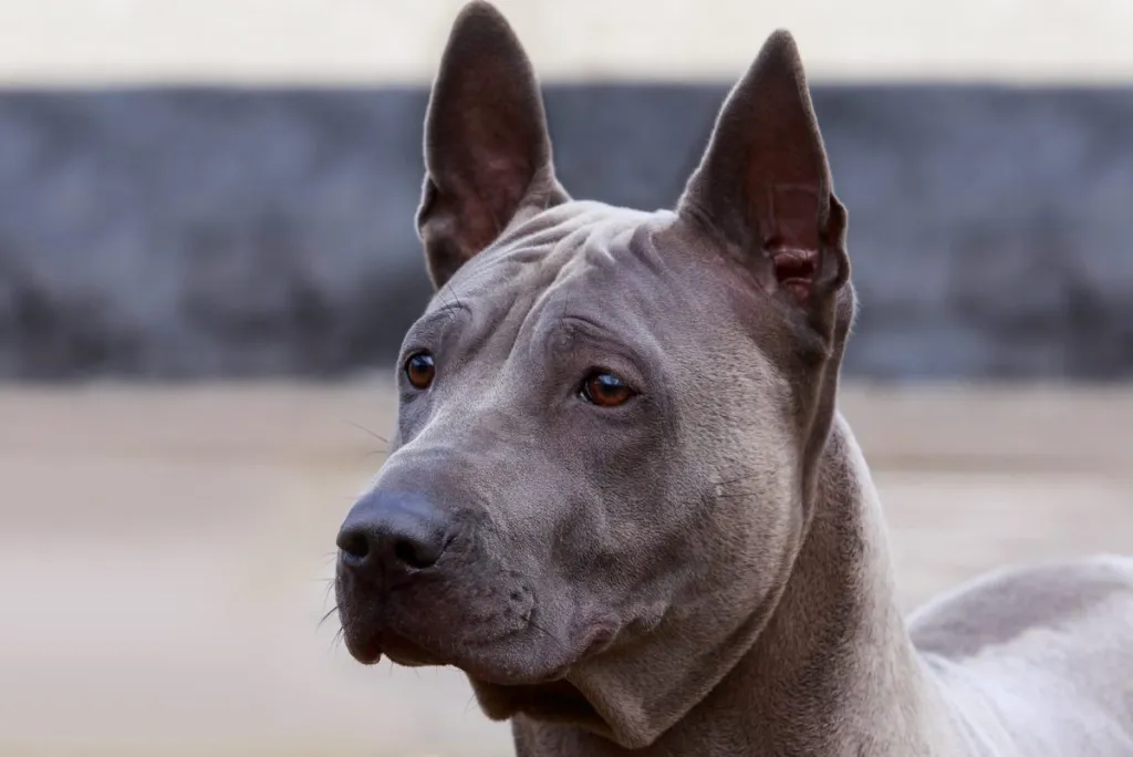 Thai Ridgeback Dog Breeds: Unique and Loyal Companions