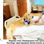 Therapy Dogs Training: Transforming Lives with Love