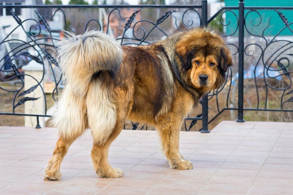 Tibetan Dog Breeds: Unveiling Ancient Canine Guardians