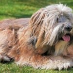 Tibetan Terrier Dog Breeds: Charming Companions Await
