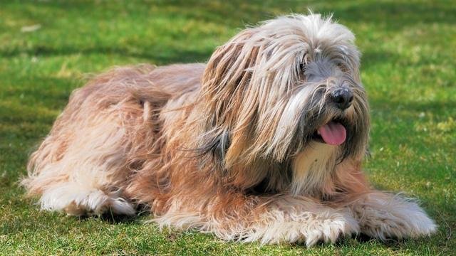 Tibetan Terrier Dog Breeds: Charming Companions Await