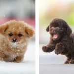 Tiniest Dog Breeds: Discover the Cutest Companions