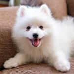 Tiny White Dog Breeds: Discover Adorable Companions
