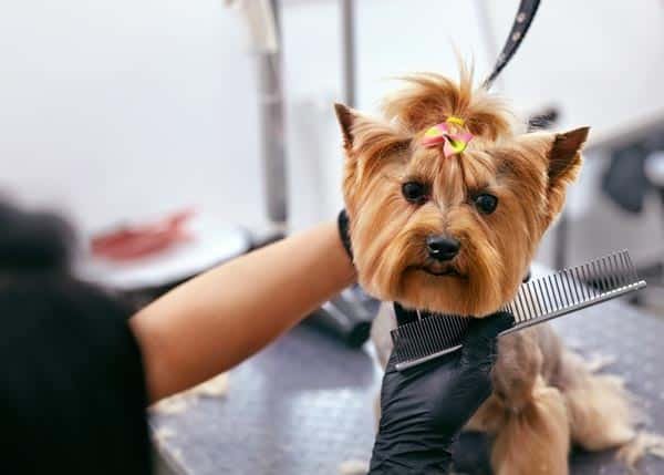 Tip Dog Groomer: Expert Advice for Flawless Fur